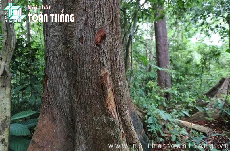 Gỗ Căm xe có tên khoa học là Xylia xylocarpa