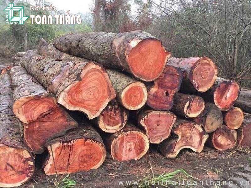 Gỗ Gõ Đỏ: Phân loại, đặc điểm, ứng dụng, giá thành năm 2026 9 Cây gỗ Gõ đỏ có thể làm bất cứ hạng mục nội thất nào